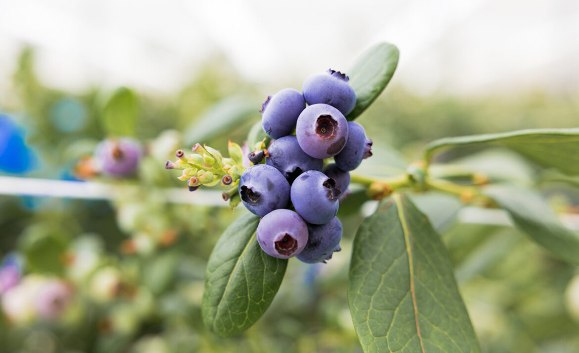 Elite Global Fresh Trading expands export of popular UAE-grown blueberries to new markets in Asia-Pacific  