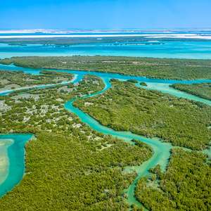 Careem and Mastercard support mangrove-planting efforts in UAE